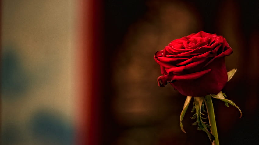Single Red Rose - Love Romantic Red Flowers HD wallpaper | Pxfuel