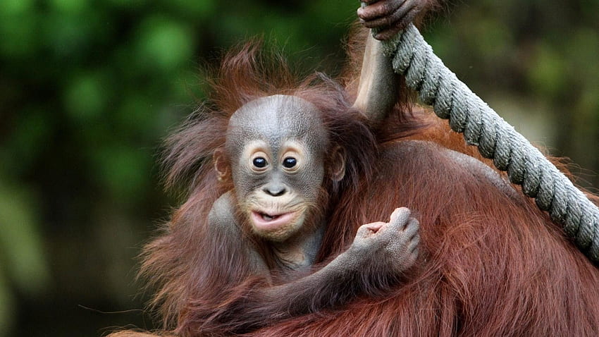 Baby Orangutan HD wallpaper