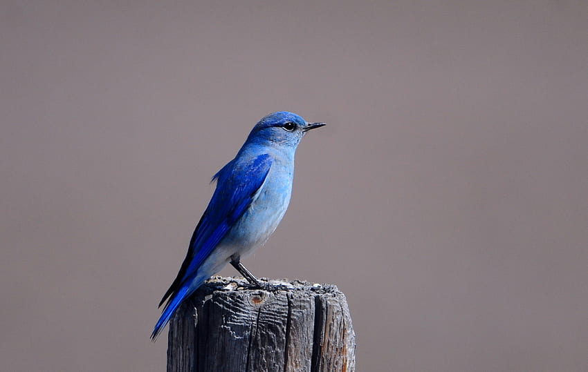 สัตว์ นก นั่ง สี ปีก ตอไม้ นกสีฟ้า นกชนิดหนึ่ง วอลล์เปเปอร์ HD