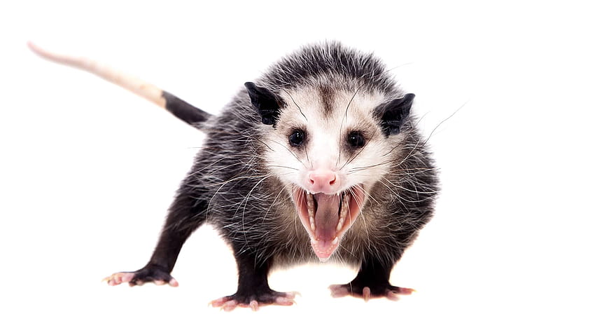 Opossum: questi marsupiali incompresi ripuliscono i nostri cortili e aiutano persino a combattere la malattia di Lyme. Natura delle cose Sfondo HD