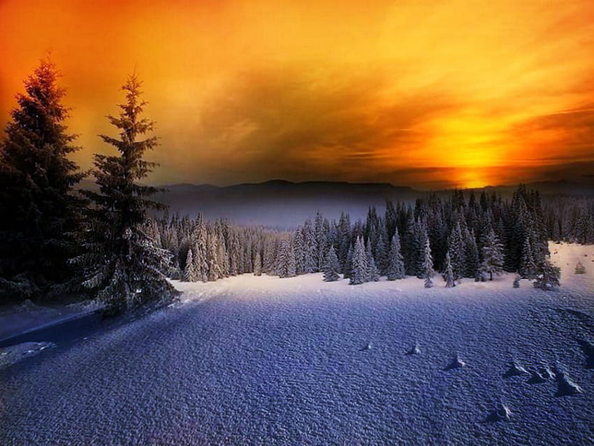 Зимно залез небе, зима, борови дървета, сняг, студ, оранжево и златно небе, облаци, залез HD тапет