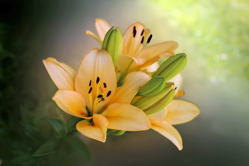 Fleur, bourgeons jaunes, portrait Fond d'écran HD