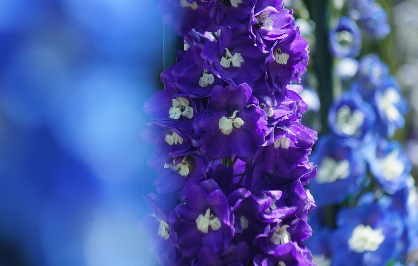 flowers, focus, blue, lilac, delphinium for , section цветы HD wallpaper