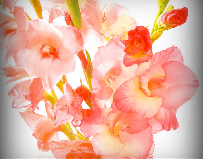La flor de agosto - gladiolas, blanco, coral, melocotón, gladiolas, flor, agosto fondo de pantalla