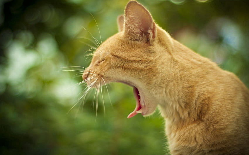 Animals, Background, Cat, Muzzle, Profile, To Yawn, Yawn HD wallpaper