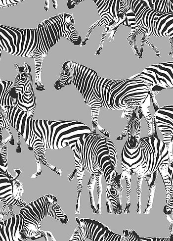 images of zebra print