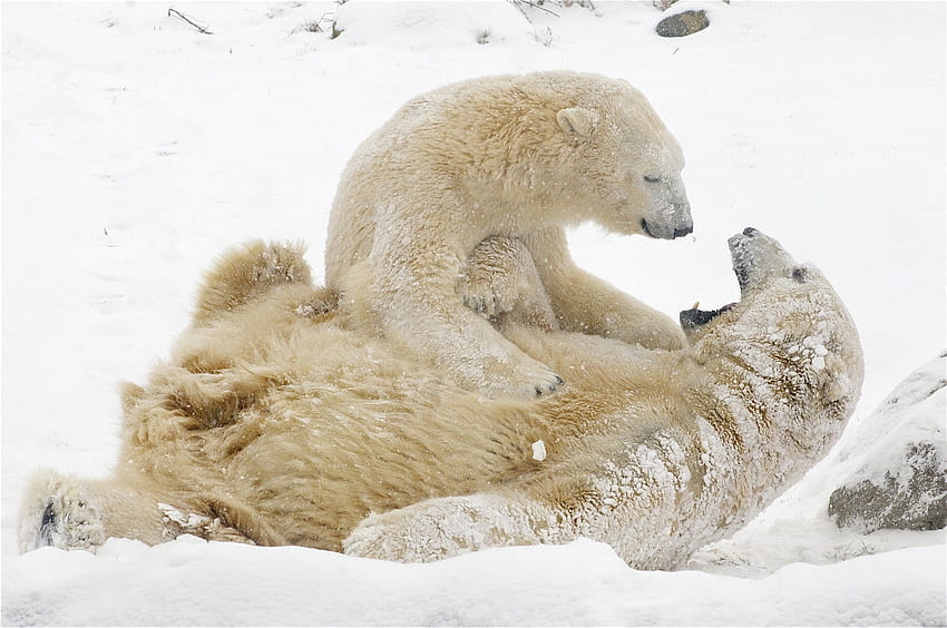 Gry, zwierzęta, zima, śnieg, niedźwiedzie, białe niedźwiedzie, niedźwiedzie polarne Tapeta HD