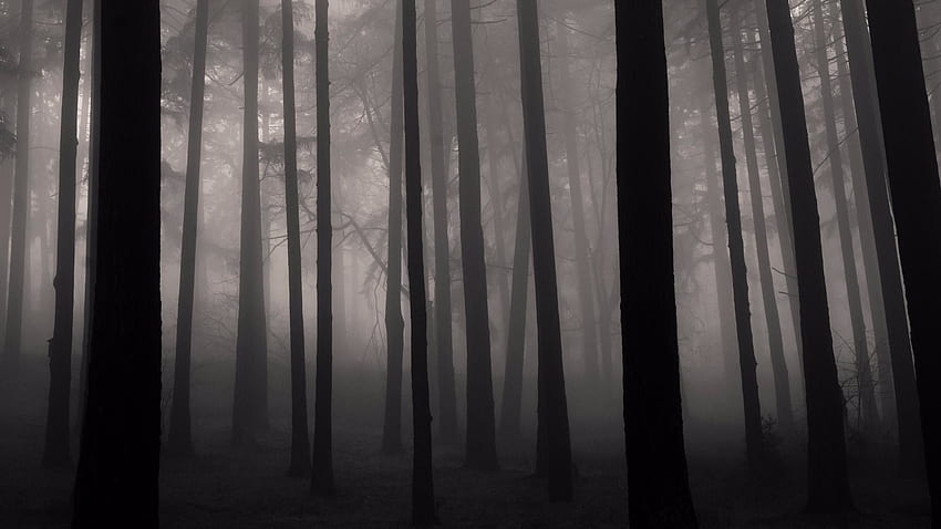 Foggy Forest, Dark Misty Forest HD wallpaper