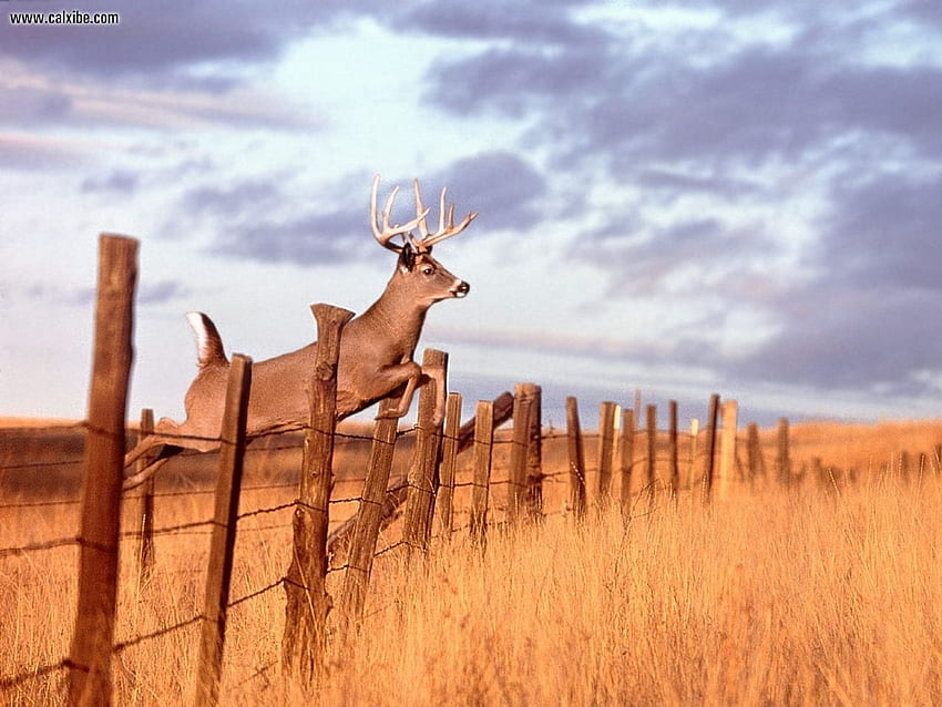 deer outdoors wallpaper