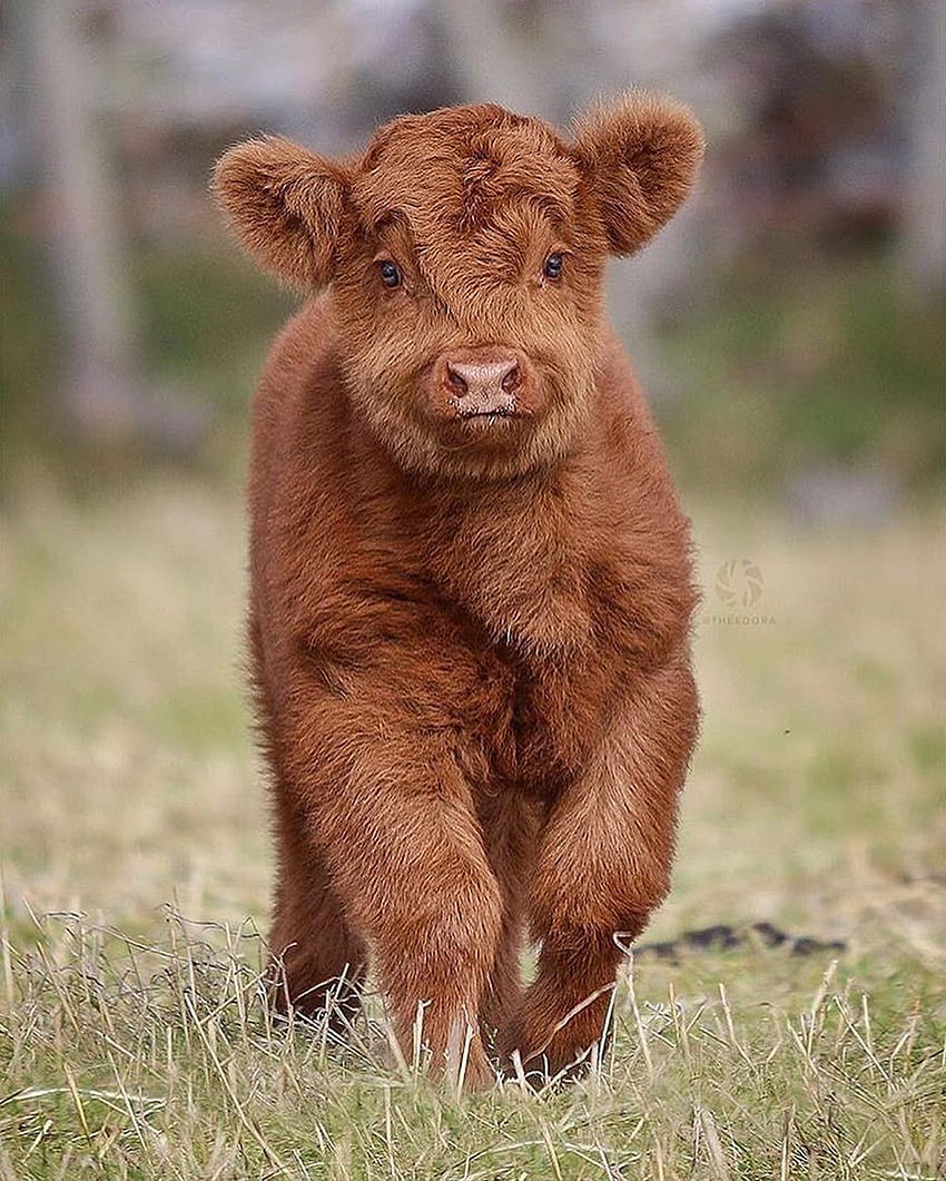 Pet cows, Fluffy cows, Cute baby, Baby Calf HD phone wallpaper