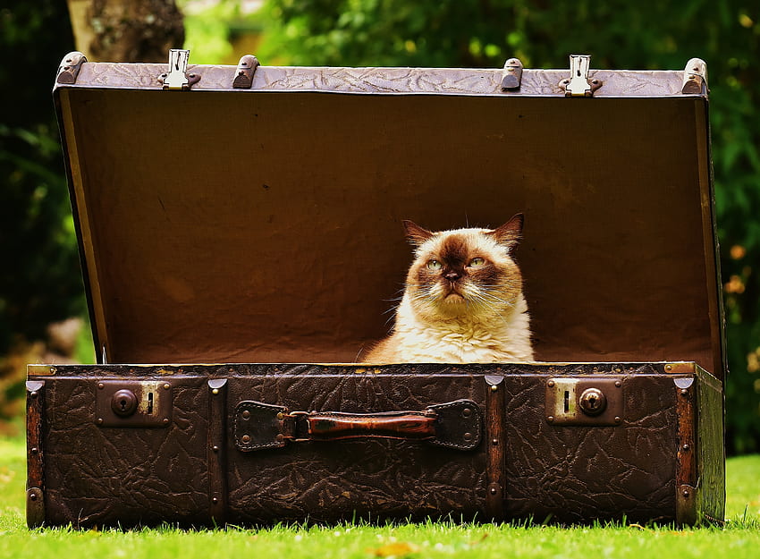 동물, 고양이, 골동품, 골동품, 여행 가방 HD 월페이퍼