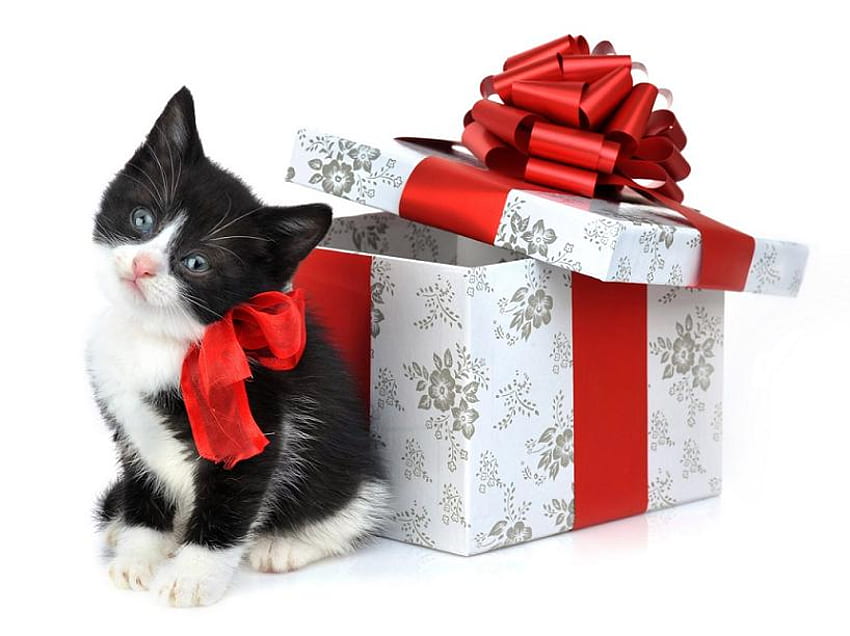 christmas cat :), cat, gift box HD wallpaper