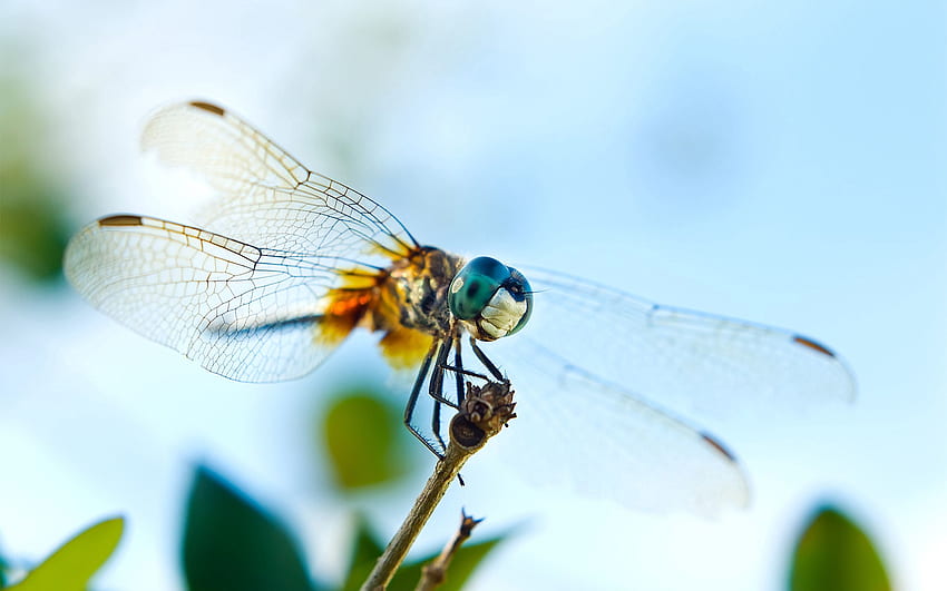 Makro, Insekt, Flug, Flügel, Libelle HD-Hintergrundbild