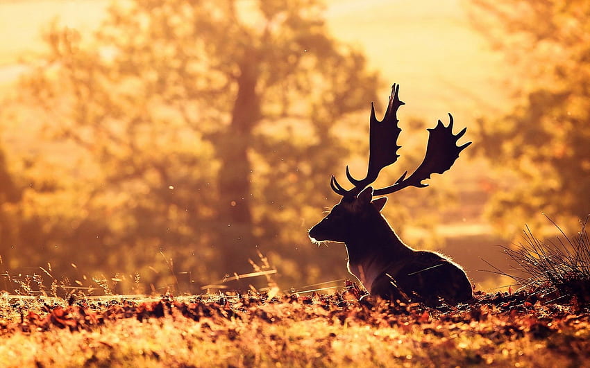 Deer Autumn , Autumn Deer HD wallpaper