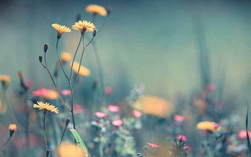 Wiosna Uspokajająca, Pokojowe Kwiaty Tapeta HD