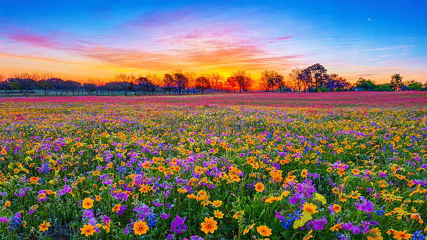 Texas Wildflowers Sunrise, USA, Blüten, Landschaft, Farben, Bäume, Himmel, Wiese HD-Hintergrundbild