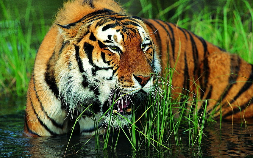 Zwierzęta, trawa, uśmiech, duży kot, tygrys Tapeta HD