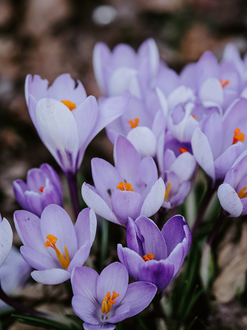 Blumen, Flieder, Blüte, Blüte, Frühling, Krokus, Safran HD-Handy-Hintergrundbild