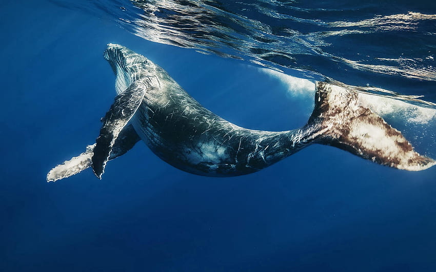Zwierzęta, woda, pływać, pływać, wieloryb, pod wodą, pod wodą, łódź podwodna Tapeta HD