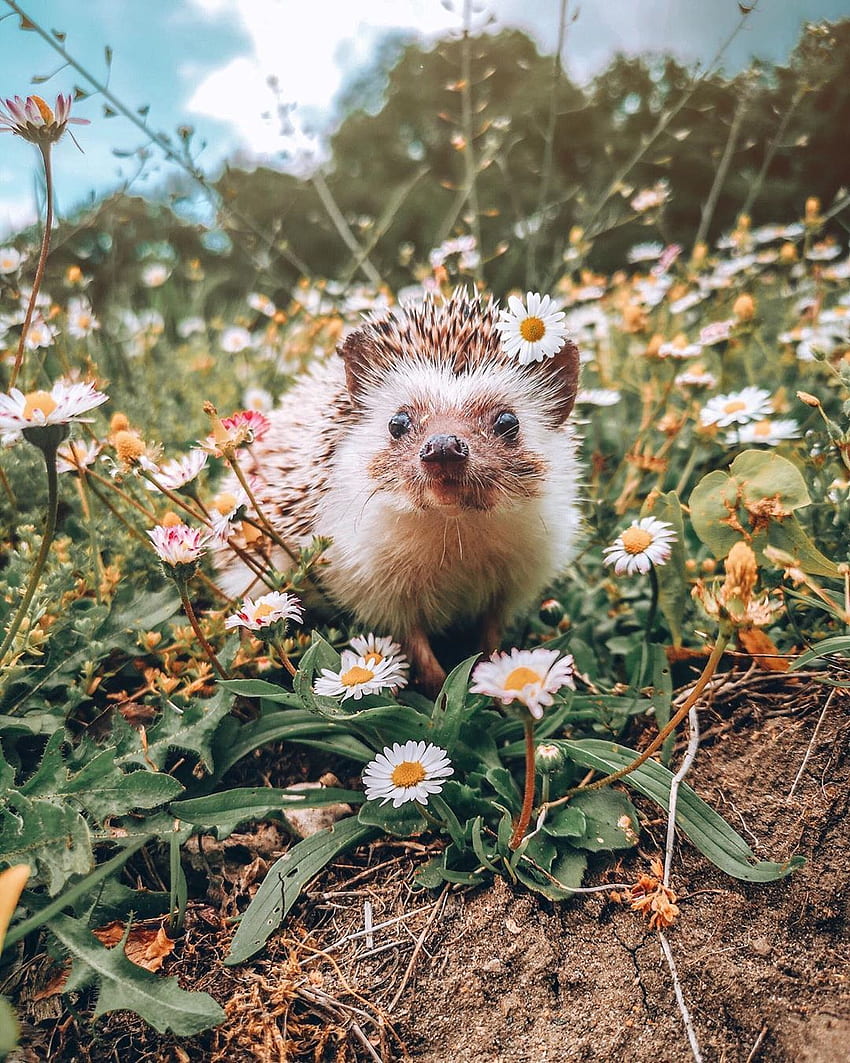 MR.POKEE - Herbee the Hedgehog on Instagram: “If you were a flower, Baby Hedgehog HD phone wallpaper