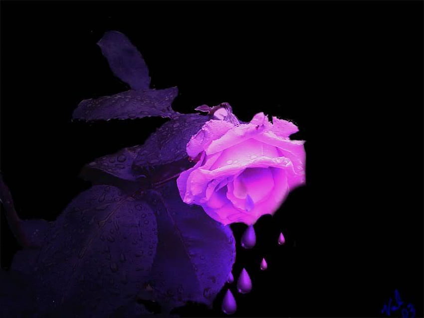 purplerose. jpg, rose, drops, dripp, shaded HD wallpaper