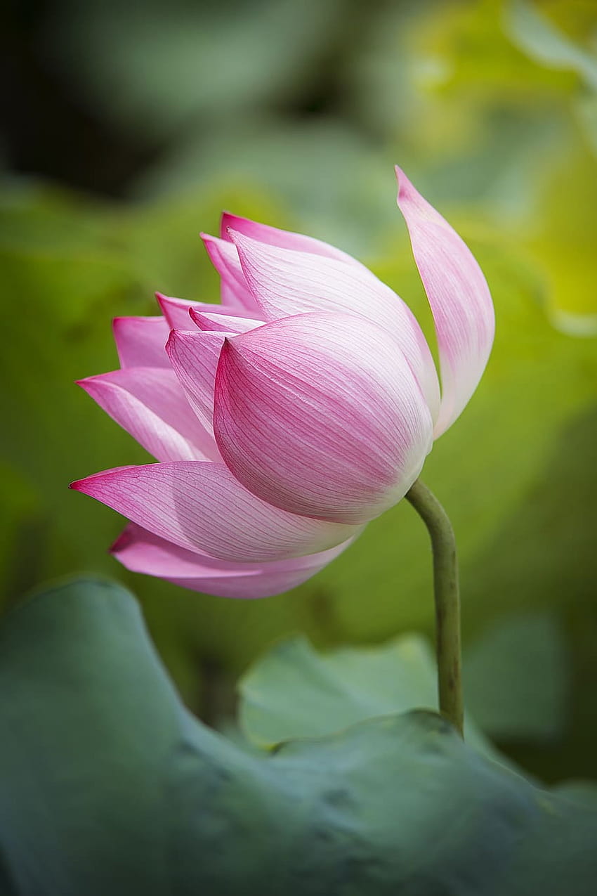 : lotus, flower, natural, flowering plant, petal, Zen Lotus HD phone wallpaper