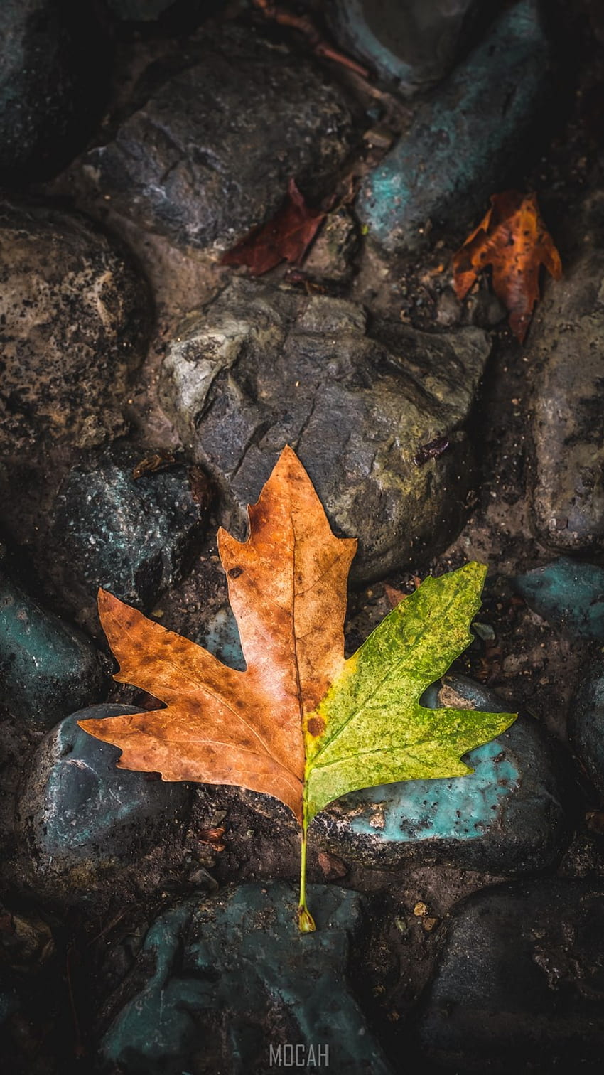 Leaf, Maple Leaf, Tree, Green, Brown, Apple iPhone SE (2020) , . Mocah HD phone wallpaper