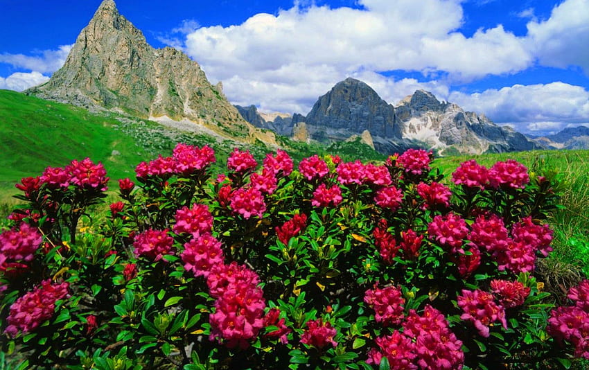 Rosas de montaña, picos, agradable, vegetación, colinas, rosas, arbustos, hermoso, hierba, montaña, acantilados, bonito, verde, rojo, nubes, naturaleza, cielo, flores, encantador fondo de pantalla