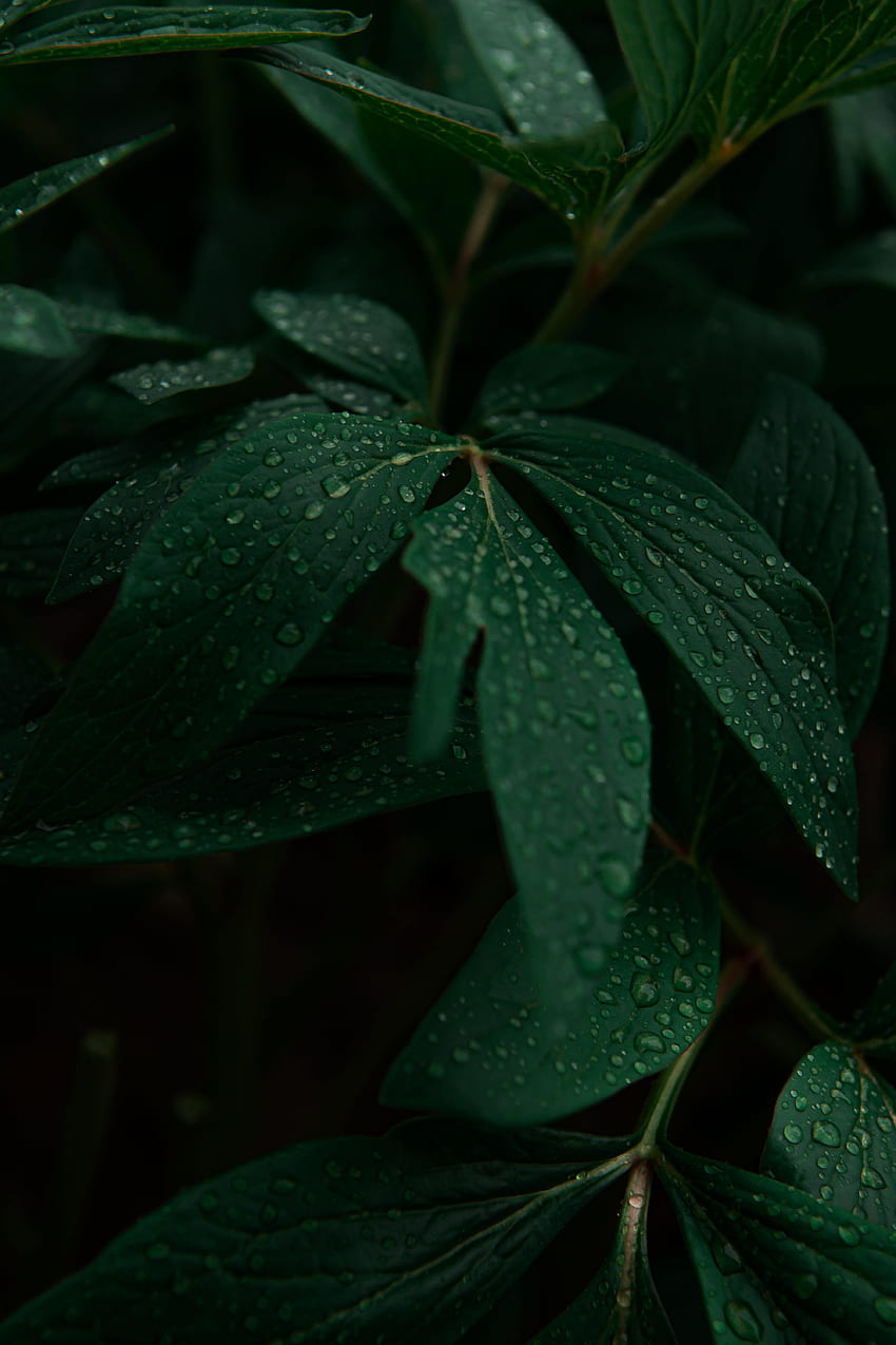 Natur, Blätter, Tropfen, Pflanze, dunkel HD-Handy-Hintergrundbild