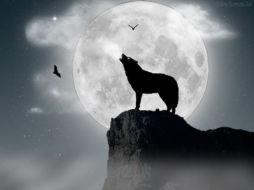 lobos na lua cheia - Pesquisa Google. Ink. Wolf, Wolf, Black Wolf Howling HD wallpaper