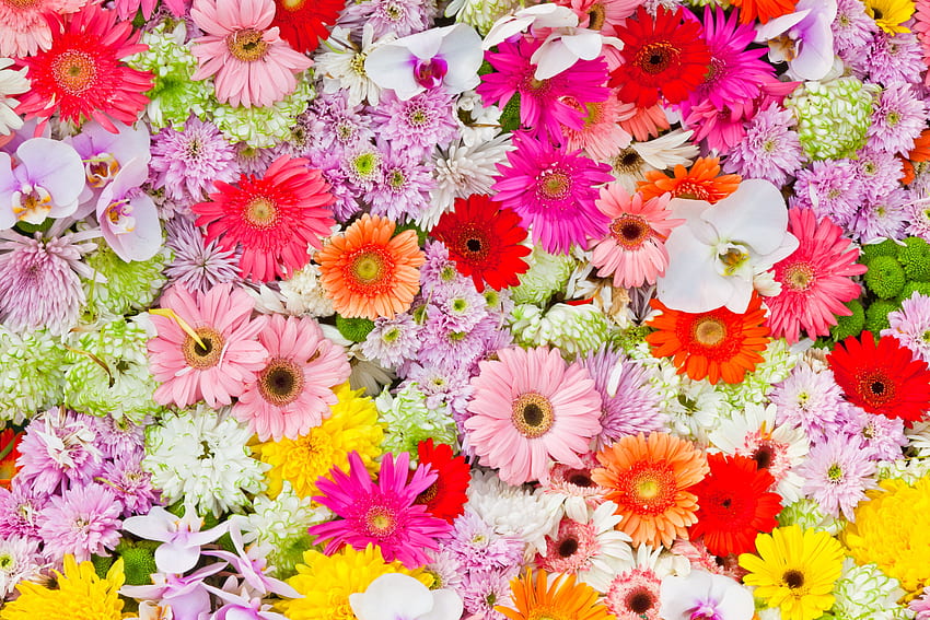 : Colorful Daisies - Colorful, Daisies, Daisy HD wallpaper