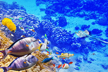 Những rặng san hô đầy sắc màu và tươi tắn trong hình ảnh này sẽ khiến bạn cảm thấy như đang đắm mình vào thiên nhiên hoang sơ. Dừng lại và đắm chìm trong vẻ đẹp tuyệt vời của chúng. 