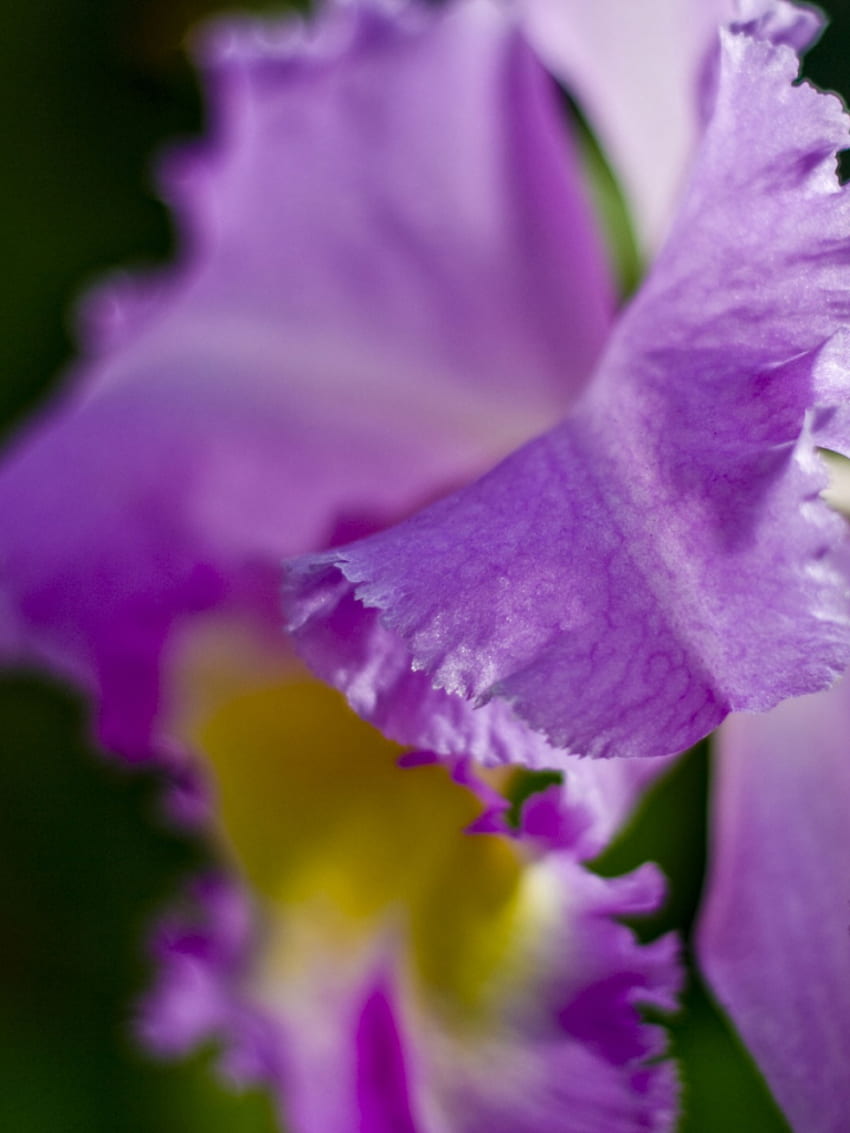 Cattleya orquídea mac [] para su, móvil y tableta. Explorar Orquídea