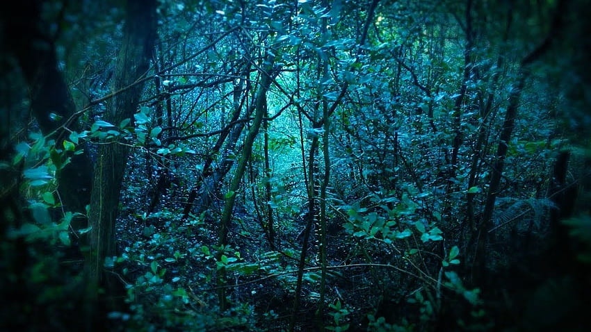 Âm thanh mưa rừng mang lại cảm giác bình yên và gần gũi với thiên nhiên. Hình ảnh liên quan đến âm thanh này sẽ mang đến cho bạn một trải nghiệm thú vị, tình cảm và cải thiện tâm trạng của bạn.