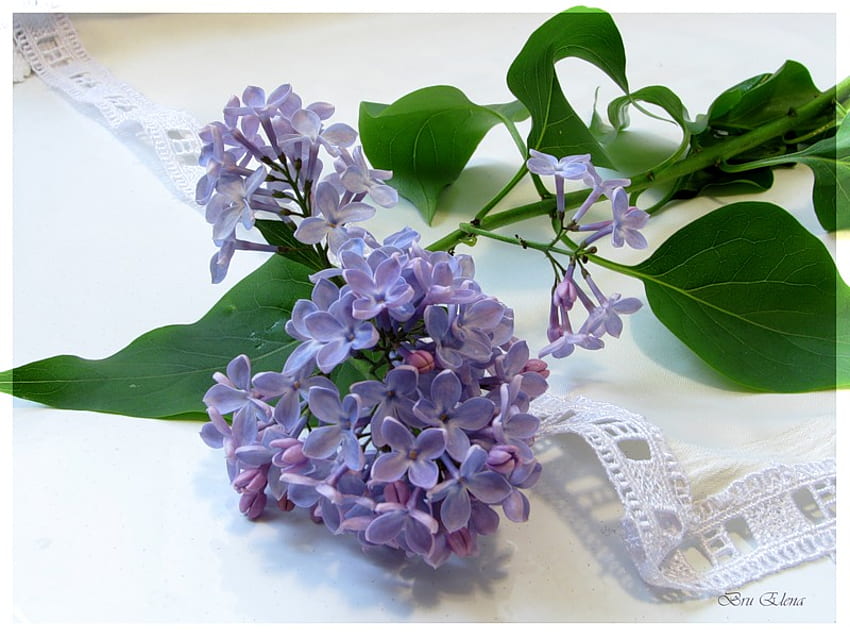 Lilacs, white, pretty, lavender, green, beautiful, flowers, lace HD wallpaper