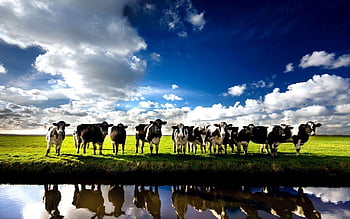 Ploughing agriculture field farming farm farmer cattle HD phone  wallpaper  Peakpx