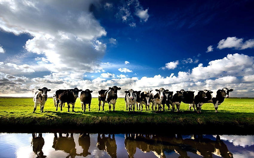 Крава & • Тръмп, Ранчо за добитък HD тапет