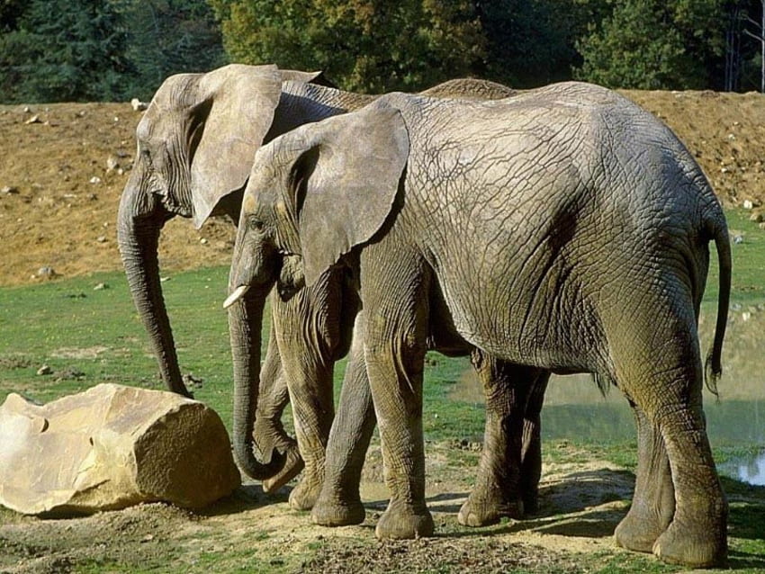 Irmão Elefantes, dois, preto, selvagem, verão, elefantes, animais, selva, irmão, floresta papel de parede HD