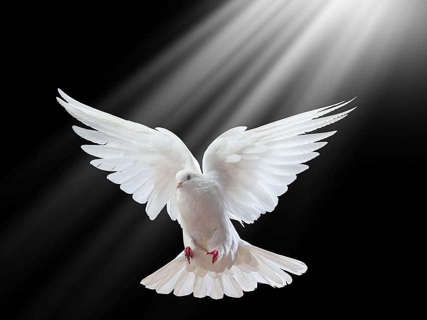 Pigeon This - Holy Spirit White Dove - , Spirit HD wallpaper
