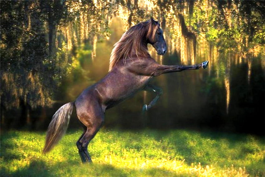 Woodland wild, horse, brown, rearing, sunlight, stallion, green, trees HD wallpaper