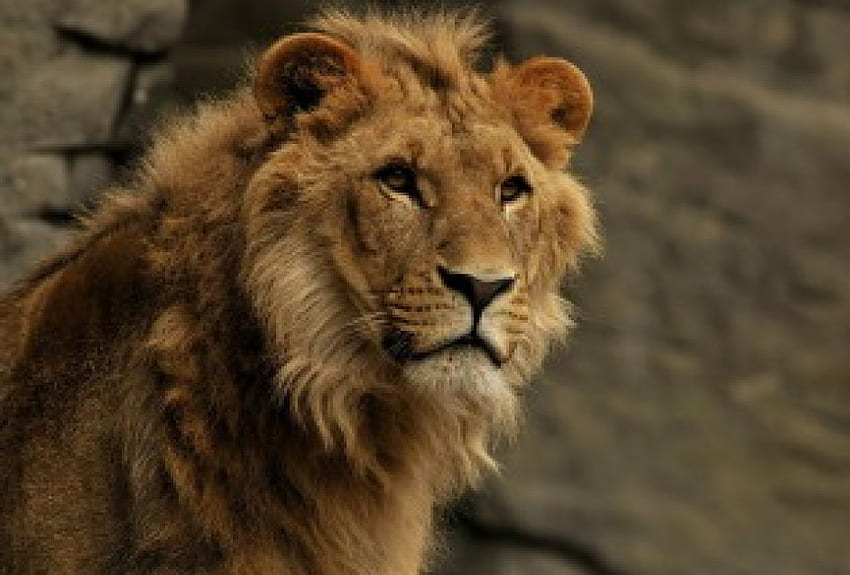 Leo the Lion, animal, lion HD wallpaper | Pxfuel