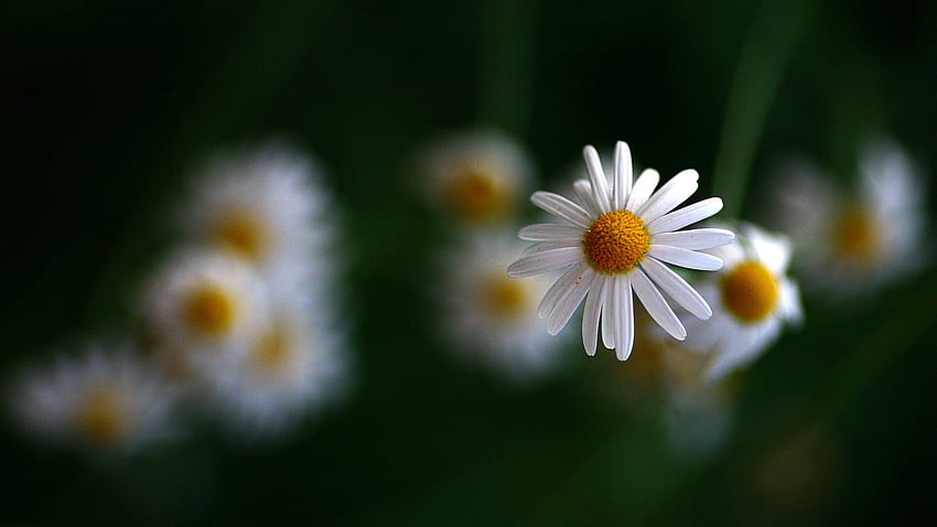 Flowers, Camomile, Blur, Smooth HD wallpaper