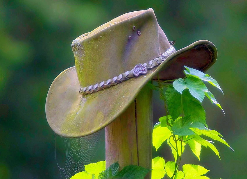 Cowboy hat, spiders web, fall, autumn, cowboy, hat HD wallpaper