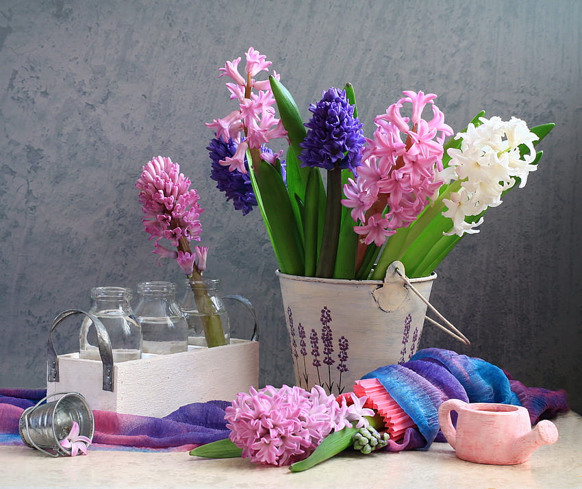still life, blue, bouquet, gentle, graphy, spring, hyacinths, nice, flower, , white, beautiful, pink, pretty, cool, flowers, scarf, lovely, hyacinth, harmony HD wallpaper