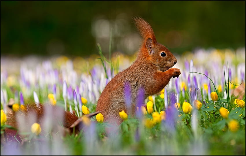 Squirrel at Spring, blue, crocus, yellow, blossoms, colors, flowers HD wallpaper