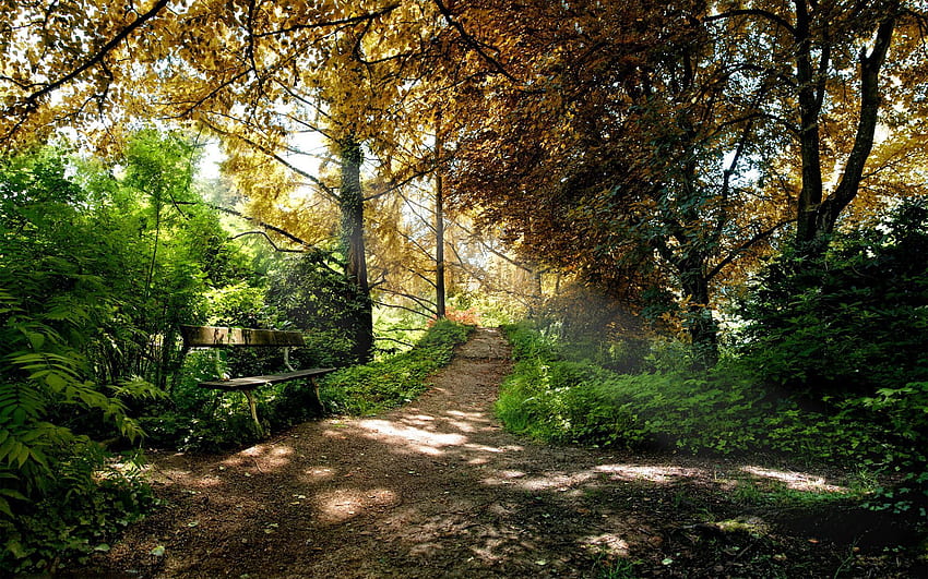 Natura, drzewa, jesień, połysk, światło, las, ścieżka, cienie, szlak, ławka Tapeta HD