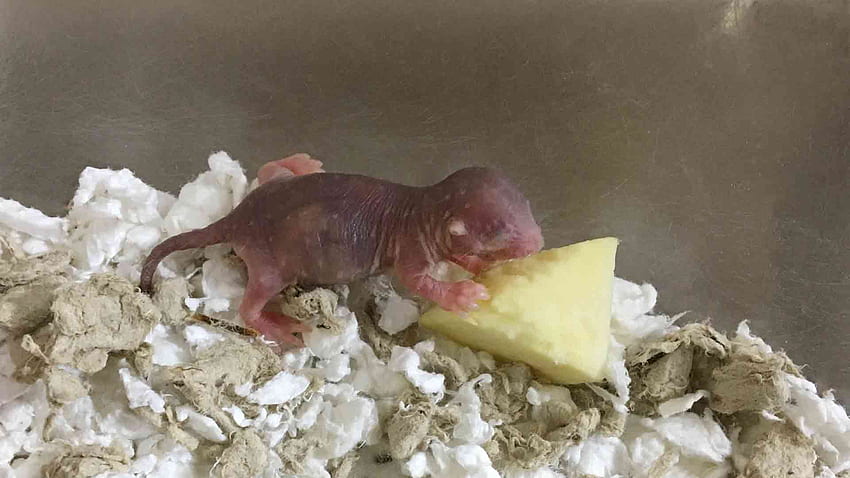 PacSci Podcast: Baby Naked Mole Rats Arrive. Pacific HD wallpaper