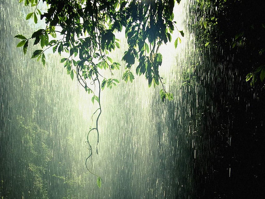 Pioggia della foresta pluviale e pioggia di [] per il tuo, cellulare e tablet. Esplora Bella pioggia. Beautiful Rain, Most Beautiful Rain, Forest Rain Cute Sfondo HD
