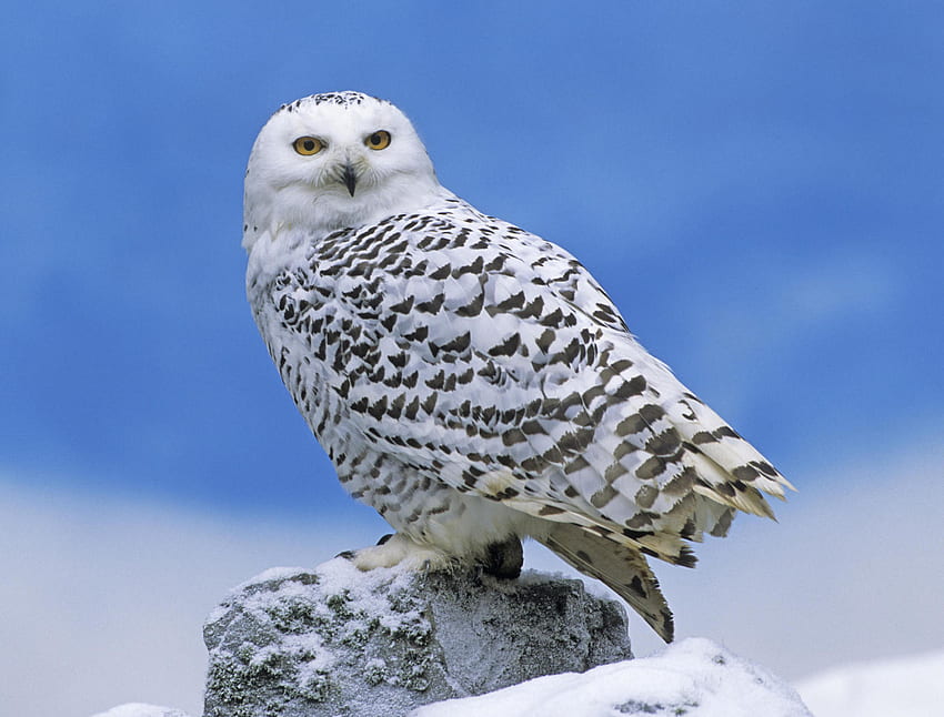 Snowy Owl Perched . Owl s, Mighty Owl HD wallpaper