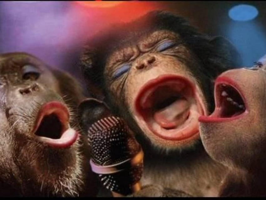 Песен на маймуна, животно, маймуна, песен, група HD тапет